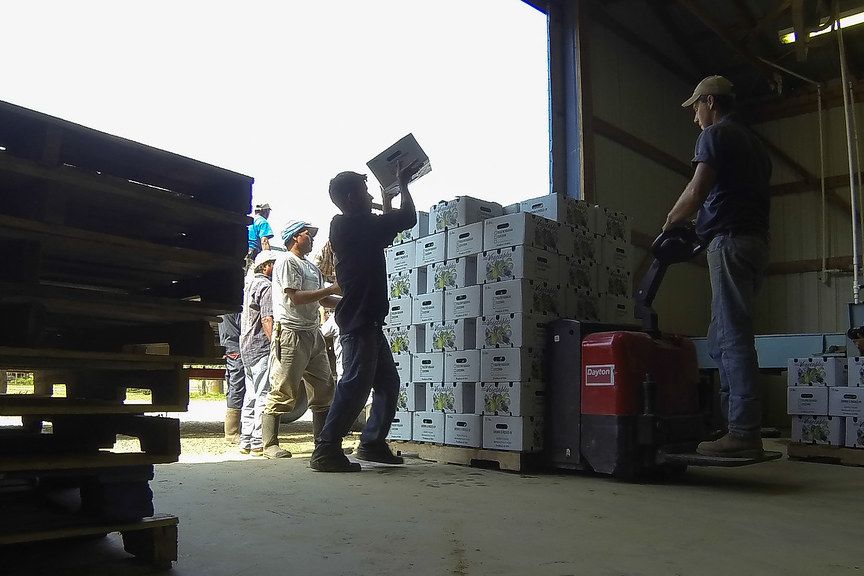 Workers loading cartons from pallets by hand in a warehouse
